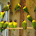 Ciri ciri Lovebird Dakori / Personatus Wild Color