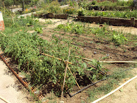 huerto escolar, tomates, acelgas