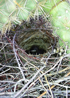 At Home on Azure Sky: Thrasher Nest Watch and Intro to Chollas