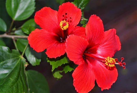 Bunga Indah Mudah Tumbuh Rumah Gambar Kembang Sepatu