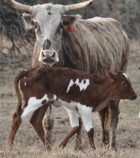 3 black bulls breed young white trailer trash 5