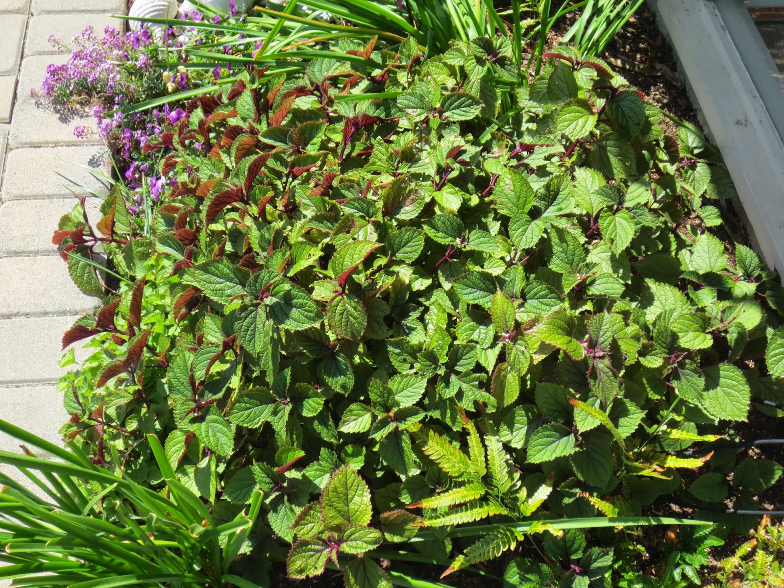Плектрантус реснитчатый (Plectranthus ciliatus)