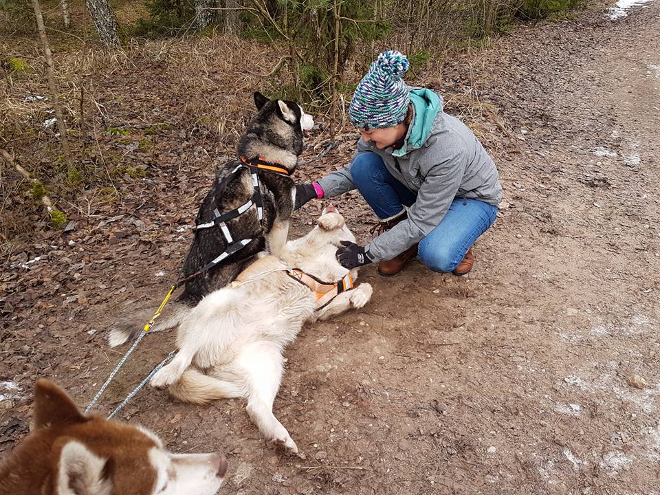 Ethical Dog Sledding Tours in Riga, Latvia