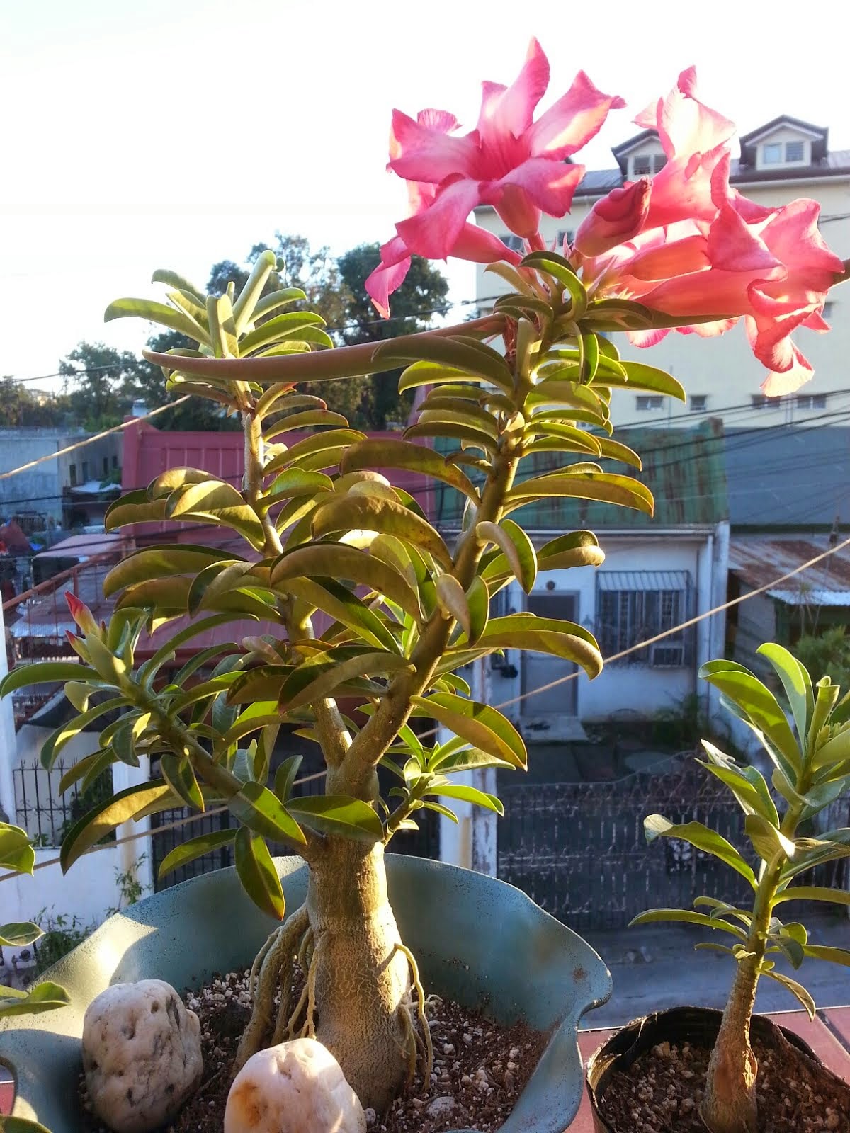 Kalachuchi Atbp Adenium in the tropics and in bloom