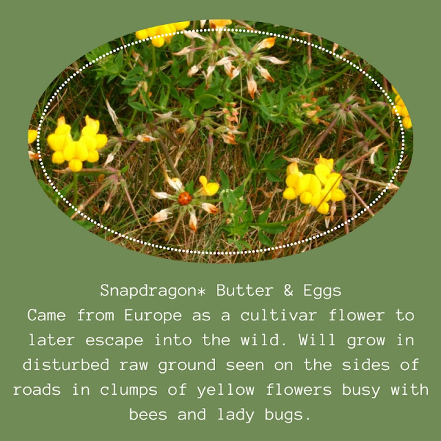 Snapdragon Yellow Wild Flowers