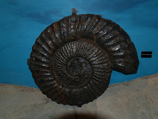 Flysch Zumaia Límite C - Pg Ammonites Mutriku