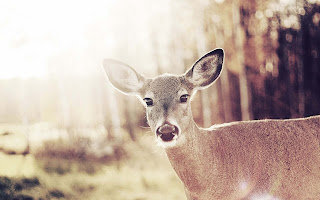 Amazing Bambi deer nature wildlife photography Amazing Bambi deer nature wildlife photography