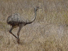 A ema da caatinga