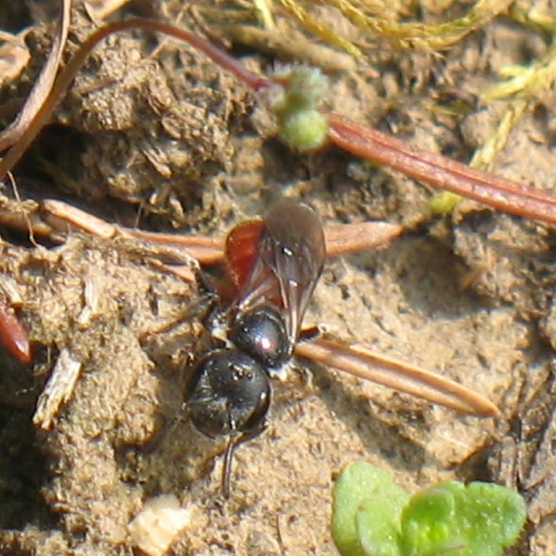 Die tonbauenden HymenopterenArten Weilmuensters Hymenopteren