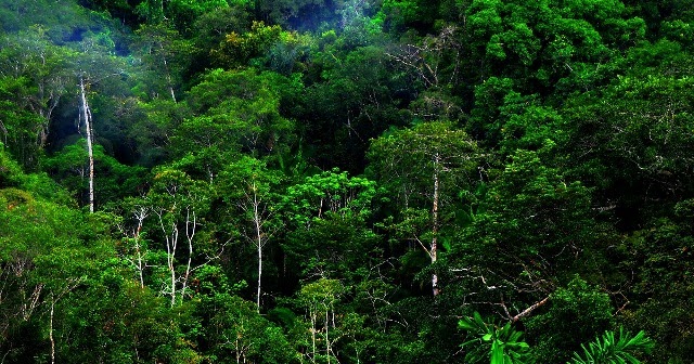 Fungsi, Jenis dan Stratifikasi Hutan