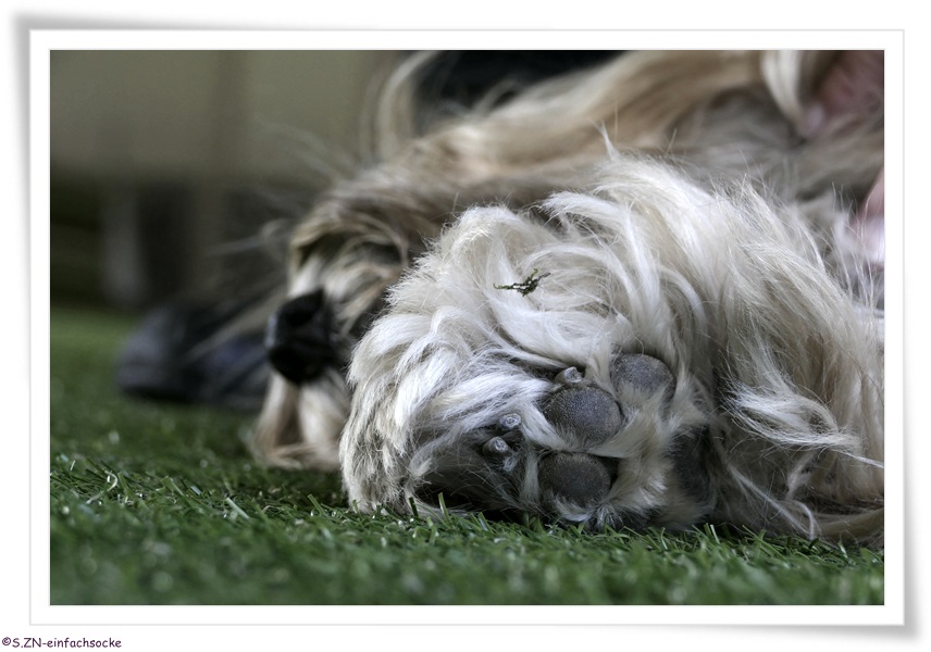 [Hundeblog] Einfach Socke Physiotherapie &amp; Krankengymnastik beim Hund&hellip;