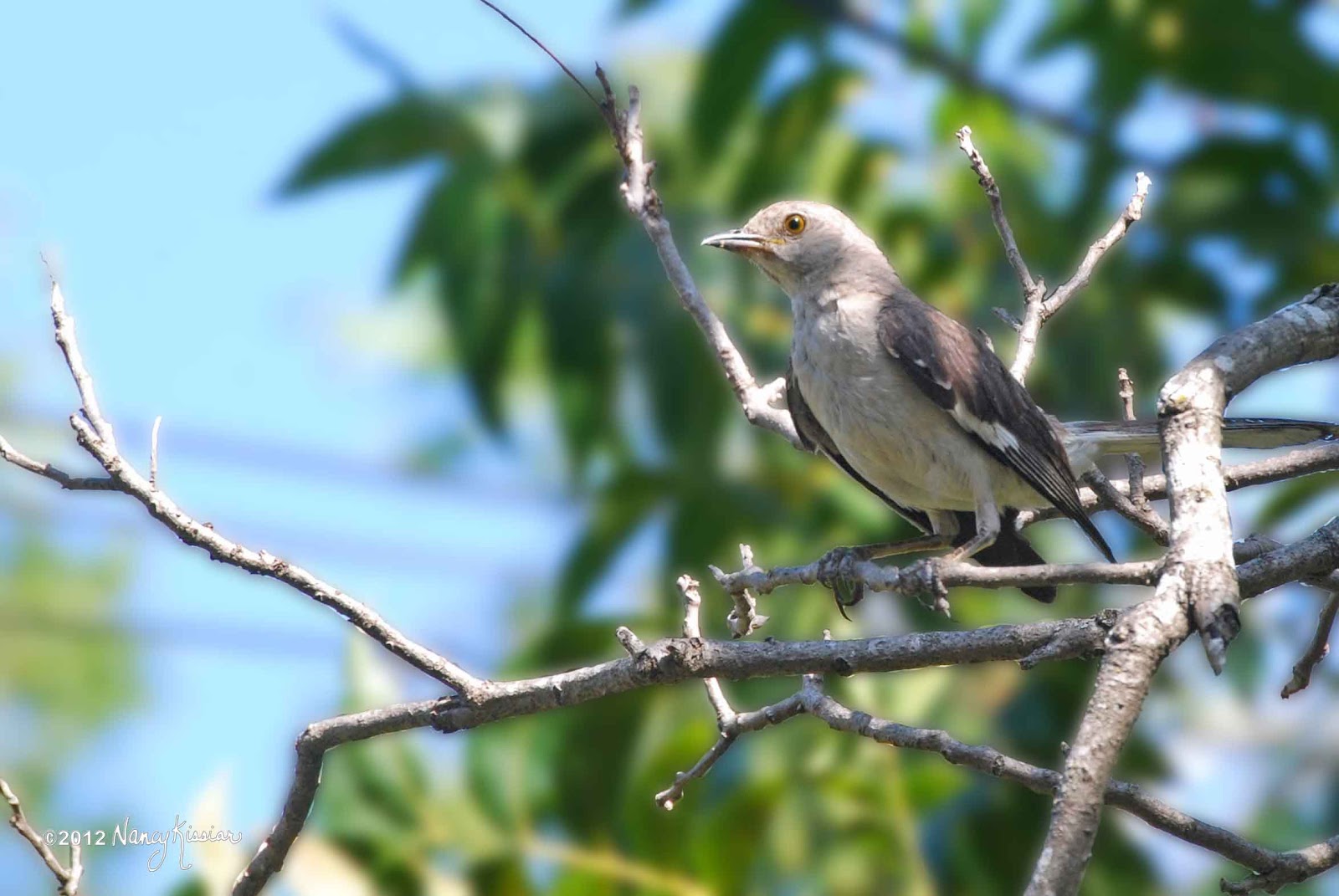 Wild About Texas: The Mockingbirds Move In