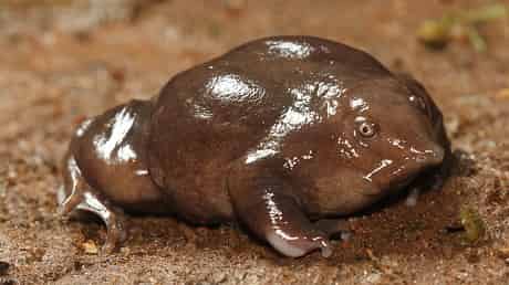 Indian Purple Frog Binatang Aneh Didunia