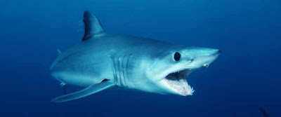 Tubarão Anequim Tubarão Mako ou Tubarão Anequim (Isurus oxyrinchus)