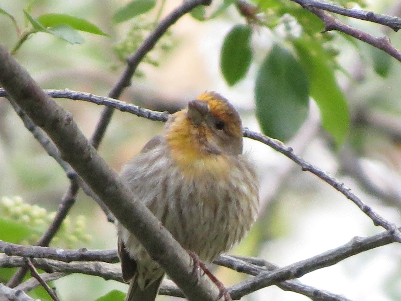 House Finch House Finch Color Variation
