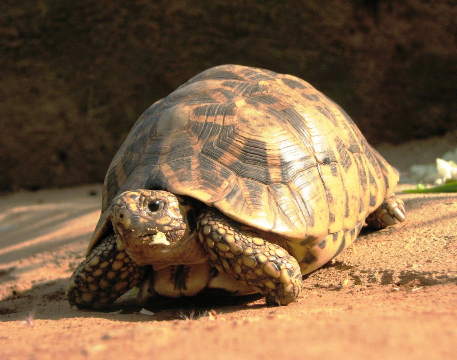 Вперед в черепахе. Египетская черепаха. Скрытошейные черепахи. Черепахи Египетская черепашëнок. Сухопутная черепаха.