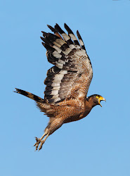 eagle crested bird flight serpent birds hawk changeable wildlife dump tropical eagles juvenile malaysian conversation super byram smugmug