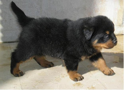 Rottweiler Puppies Beautiful New Pictures 2013 | Beautiful And