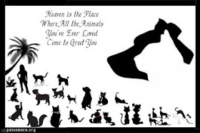  animal, dog, cat, pet, animal, inspiring quotes for animal lovers, petsnmore.org, heaven,