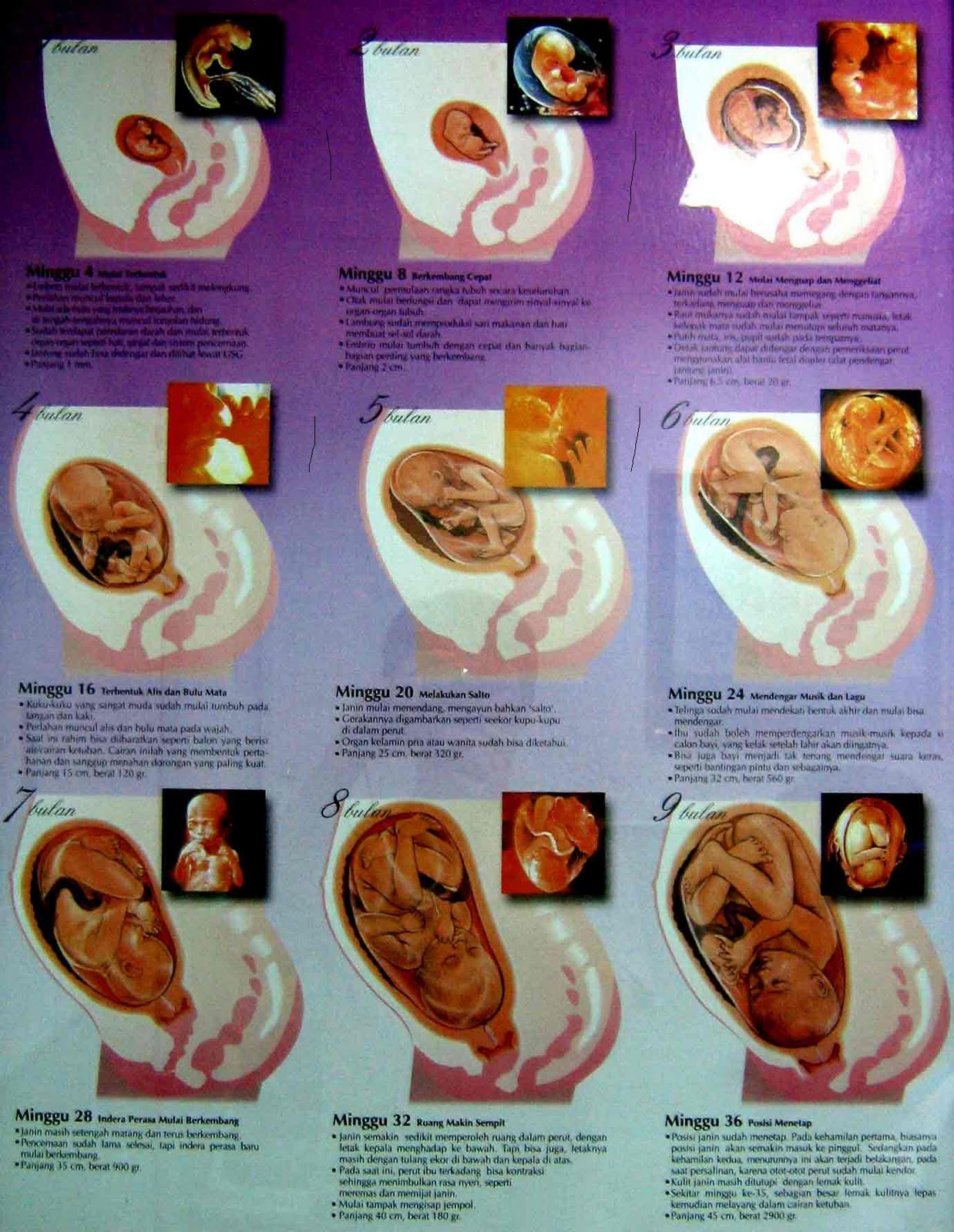 pregnancy-40-weeks-of-pregnancy-information-an-overview-in-the-form