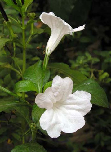 Ruellia tuberosa