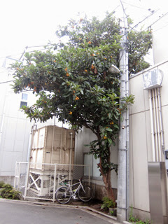 プロネート工場脇にあるビワの木の写真