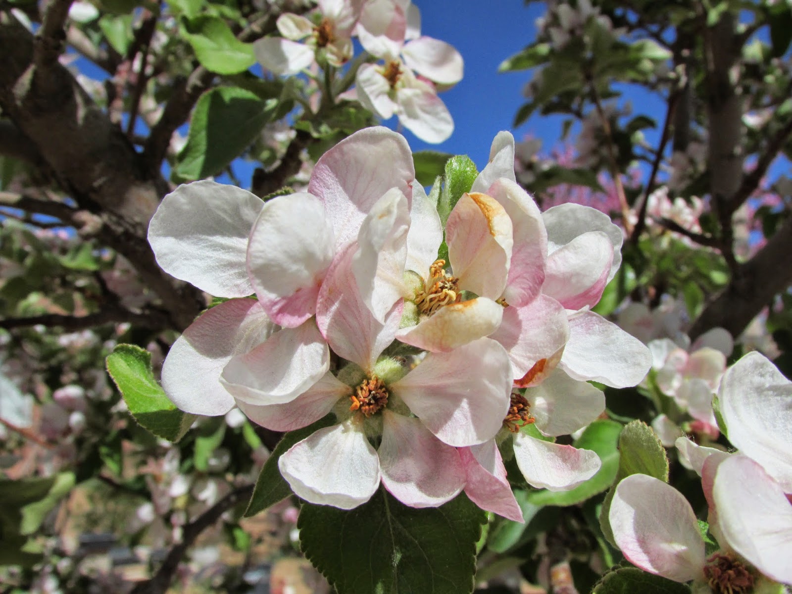 Tumbleweed Crossing Apple Tree Blossoms