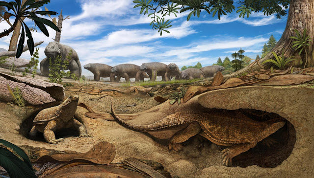 Researchers discover real reason why turtles have shells Researchers discover real reason why turtles have shells