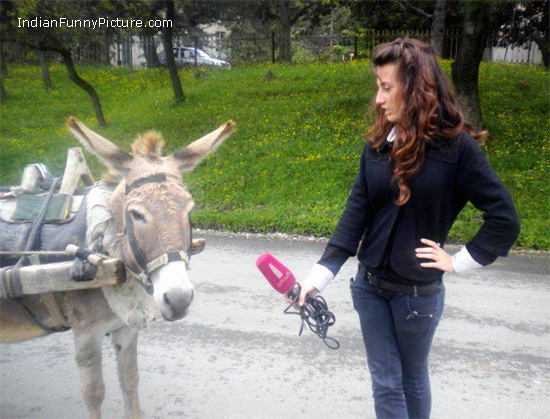 Funny-Donkey-News-Reporter-Interview-Pictures.jpg