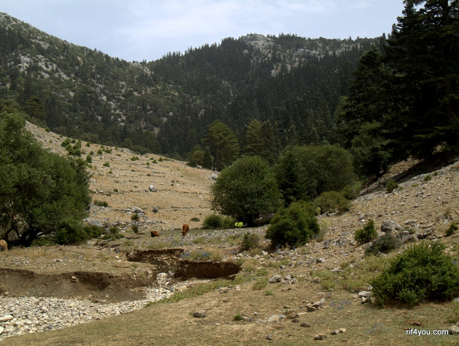 Rif4You Haouta Taznout Rif4You Haouta Taznout