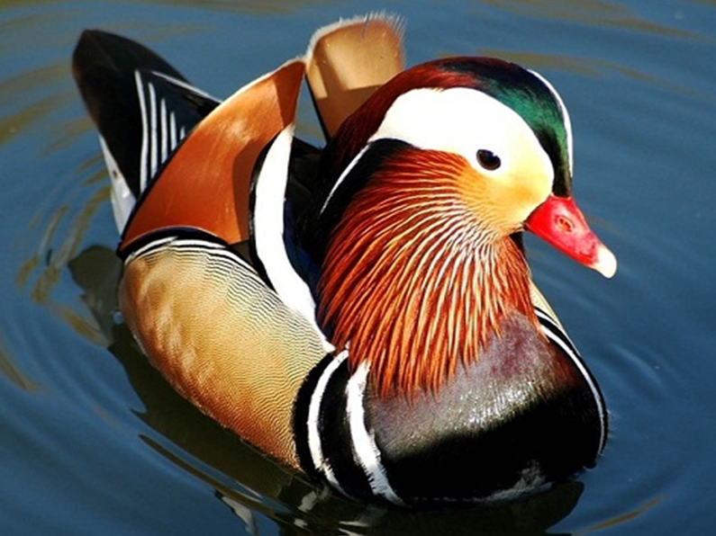 Semua Ada Disini: 18 Teknik Pengambilan Gambar