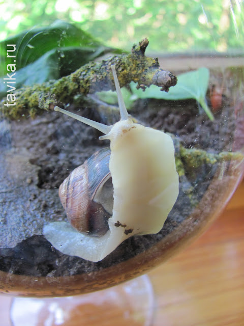 Содержание виноградной улитки дома