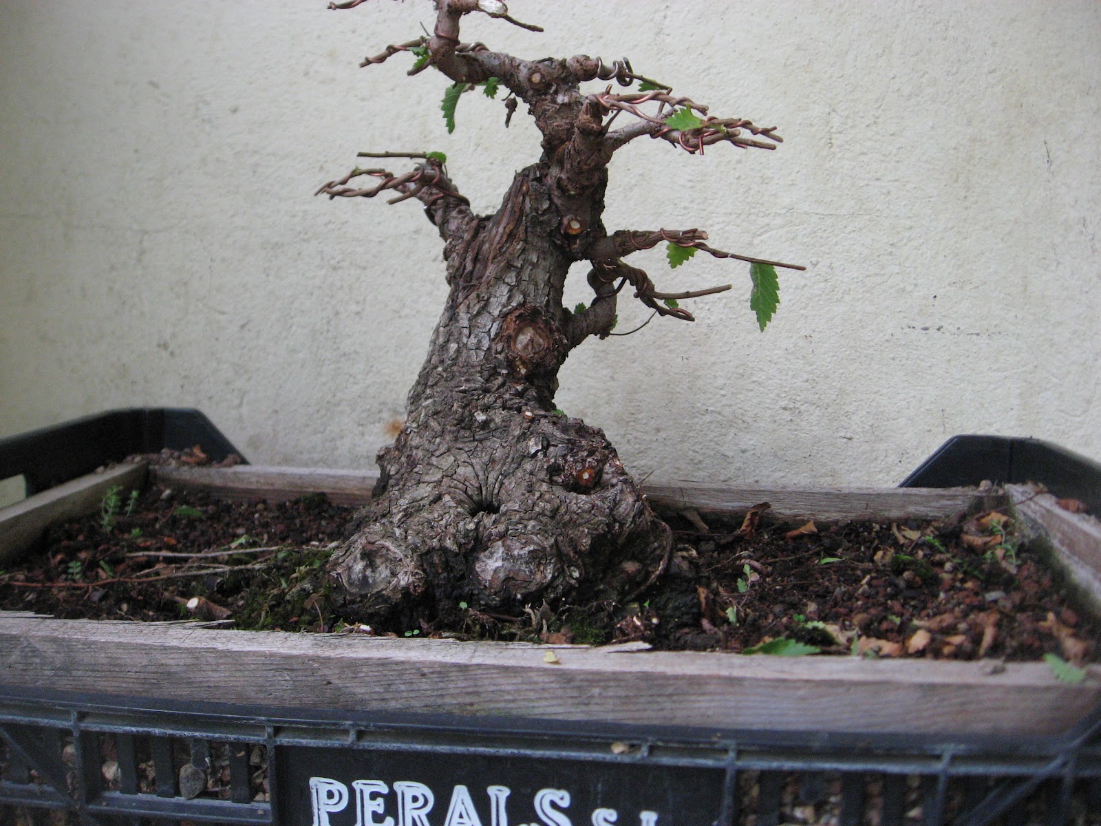 BONSAI arte y filosofía HACER ARBOLES BONSAI