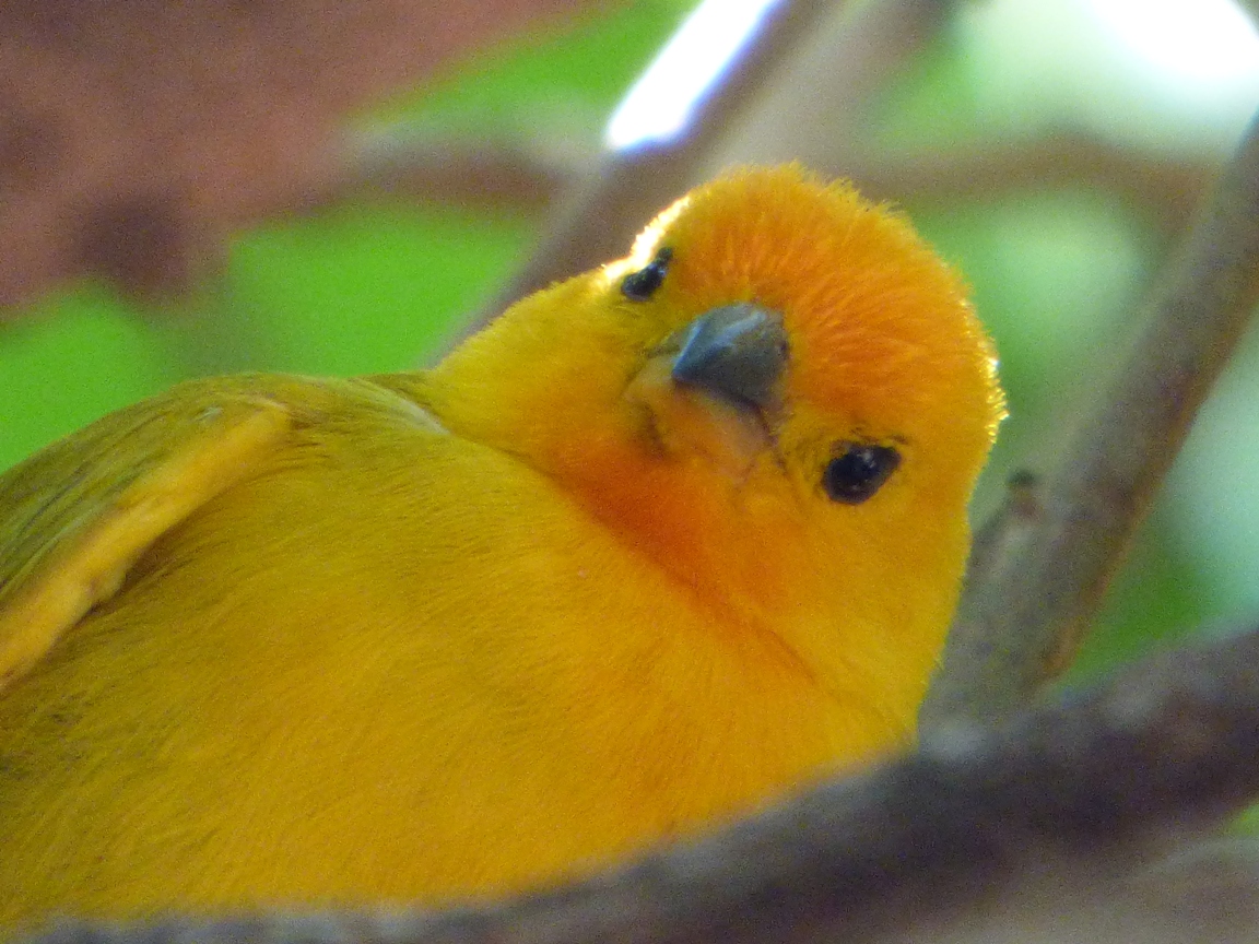 Geotripper's California Birds Saffron Finch on the Big Island of Hawai'i