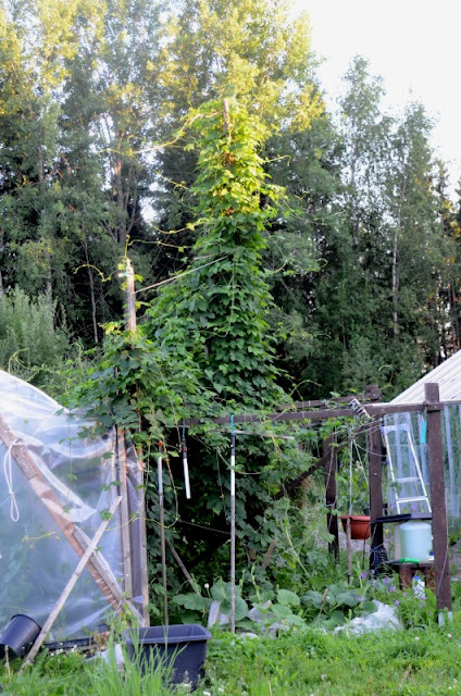 hopfen.JPG