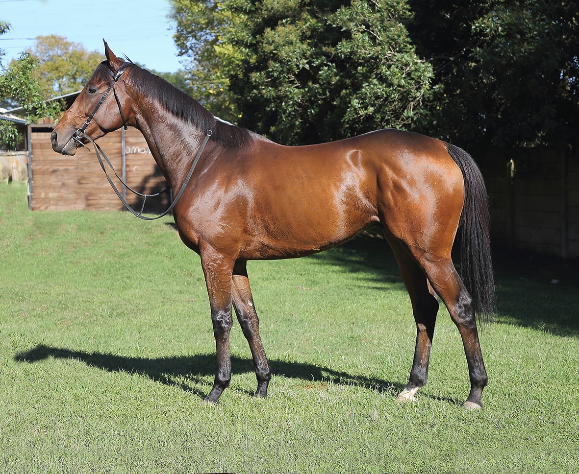 Dark Moon Rising Dark Moon Rising - Horse Profile - Breeder: Dr I R Heyns - Sire: Ideal World (USA) - Dam: Full Moon Rising by Second Empire (IRE)