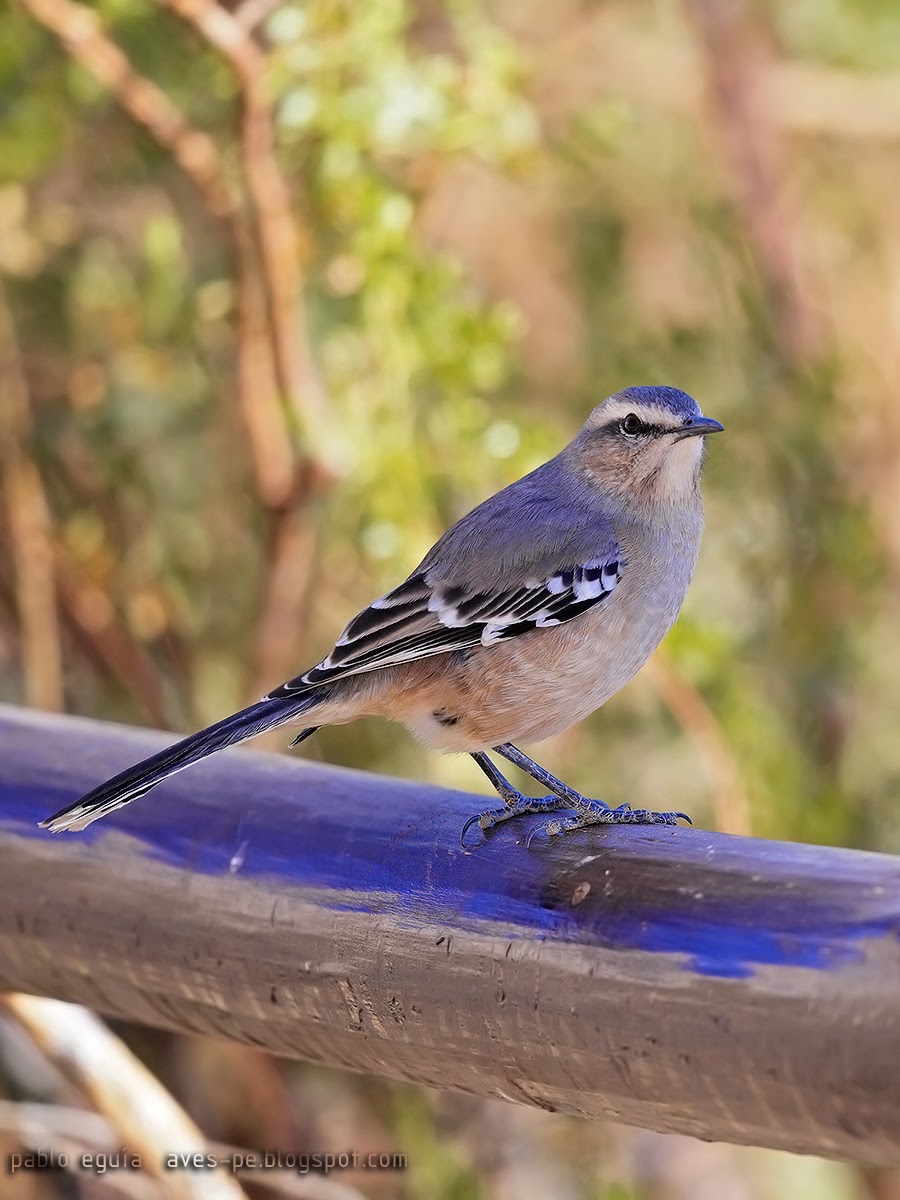 mis fotos de aves: Mimus patagonicus Calandria Mora Patagonian Mockingbird