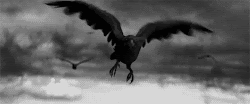 raven wolf evil devil destruction doom chimney profane spirits represents