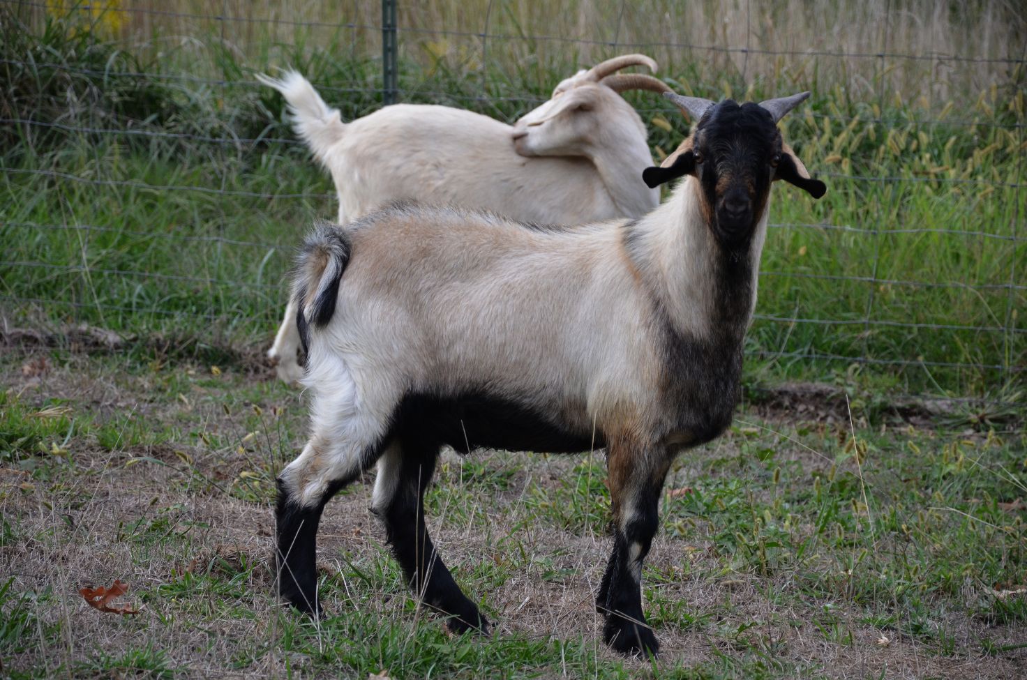 HORSESHOE CANYON RANCH MEAT GOATS A New Spanish Buck