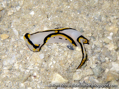 Swallowtail Headshield Slug (Chelidonura pallida)