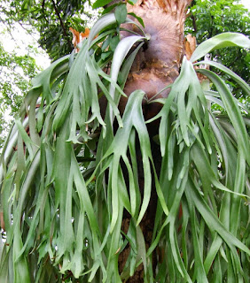 Tanduk Rusa (Platycerium Bifurcatum) Tanduk Rusa (Platycerium Bifurcatum)