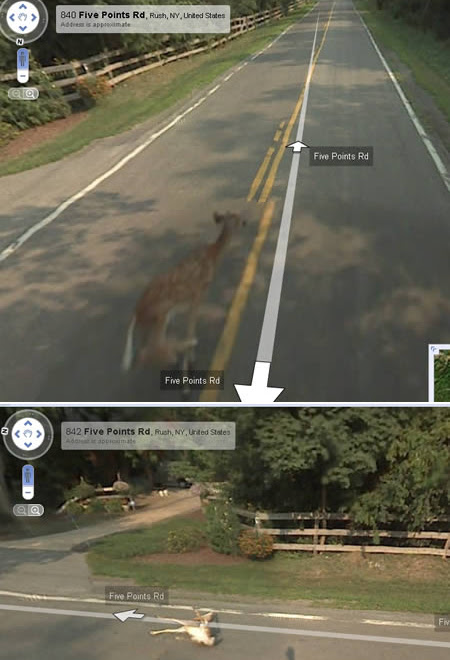 Photo : Google が野性の小鹿を殺した証拠写真