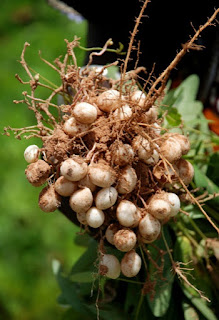 The Bambara Groundnut originated in present day West Africa. According to the national peanut board, the peanut plant probably originated in Peru or Brazil in South America.