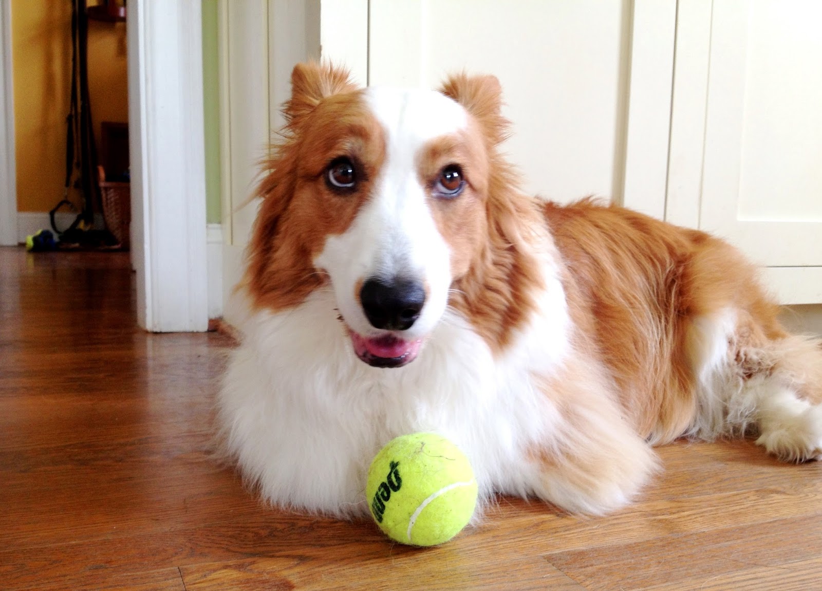 the-chronicles-of-cardigan-i-would-do-anything-for-a-ball-but-i-won-t