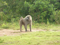 1-days Lake Mburo tour with tour prices and detailed program including game drives safaris to see zebras, hippos, Lake Mburo night game drives for lions, leopard; and a boat ride on Lake Mburo 2 days Lake Mburo national park tour, tour lake mburo national park, safari to Lake Mburo National Park. wildlife in Lake Mburo national park, Uganda wildlife viewing, Uganda game viewing, Mihingo Lodge, Archadia Lodge, Rwonyo Camp, Mantana Lake Mburo park Camp, book accommoddation Lake Mburo national park.