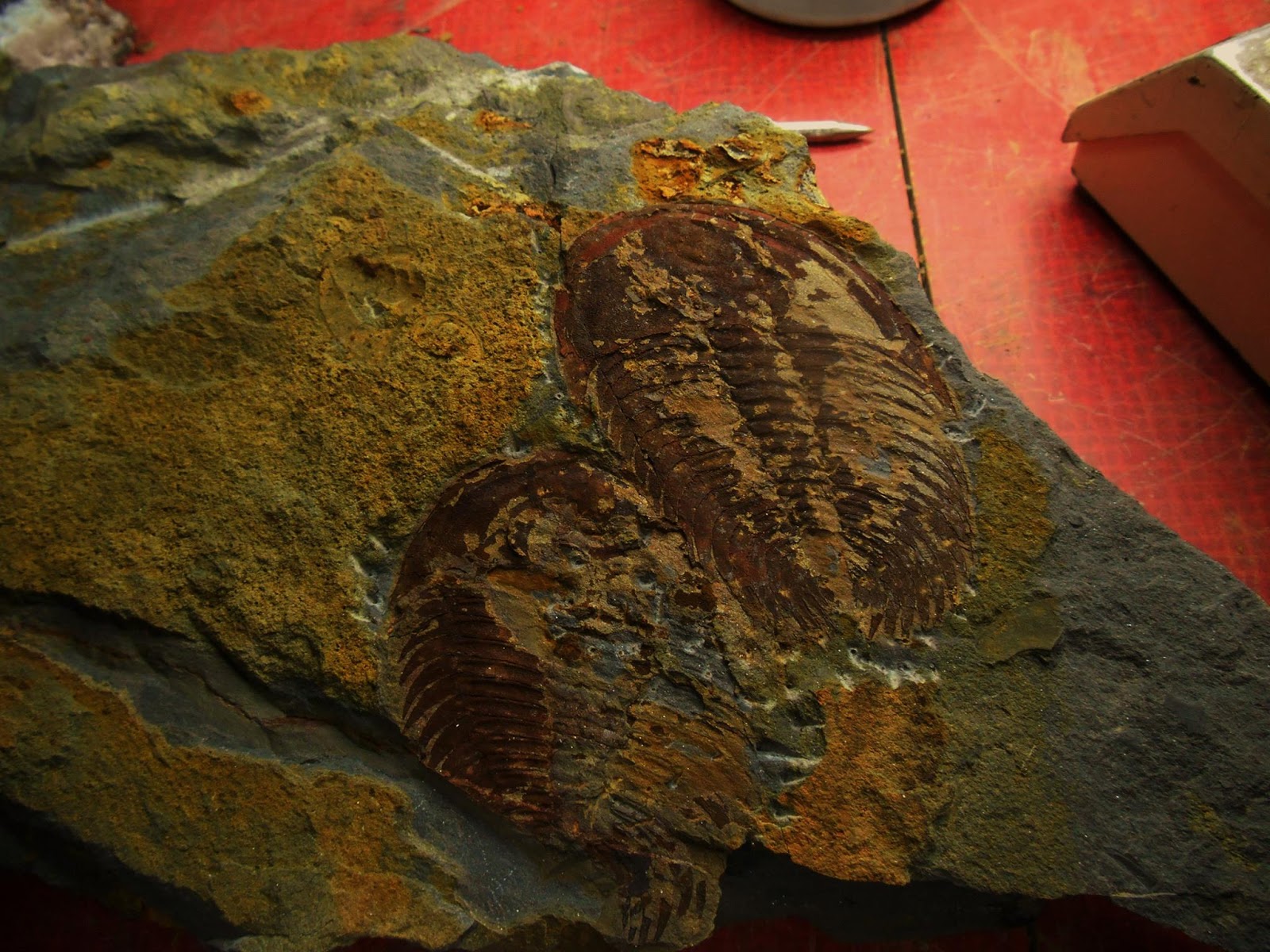 Distinctions...Pa Fossils and Minerals.. For Sale!