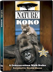 Vidéo : Conversations avec Koko le gorille