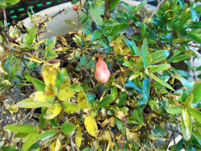 Pomegranate Plants indoors for winter Green Fingered Blog