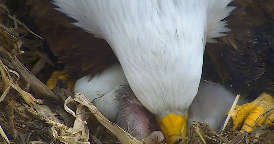 Raptor Resource Project Blog Eaglet Growth and Development Week One