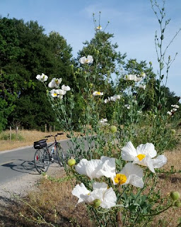 Matilija poppies (foreground), commute bicycle on the Stevens Creek Trail.